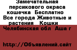 Замечательная персикового окраса кошечка. Бесплатно - Все города Животные и растения » Кошки   . Челябинская обл.,Аша г.